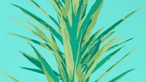 Yucca 216648